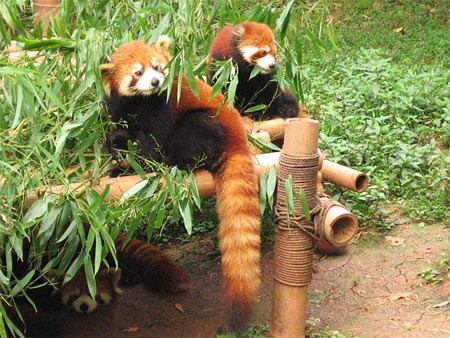 Panda Rojo o Firefox